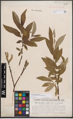 Foto von Salix dasyclados Wimm. x Salix purpurea L.